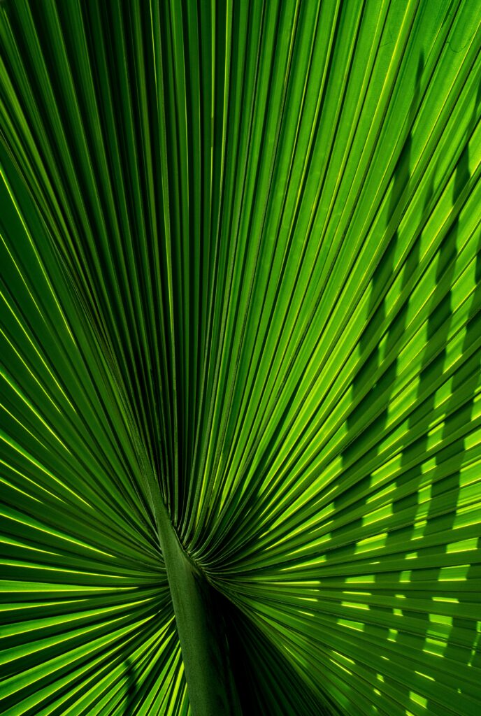 Vibrant Palm Leaf Wallpaper: Intricate Natural Textures & Shadows
