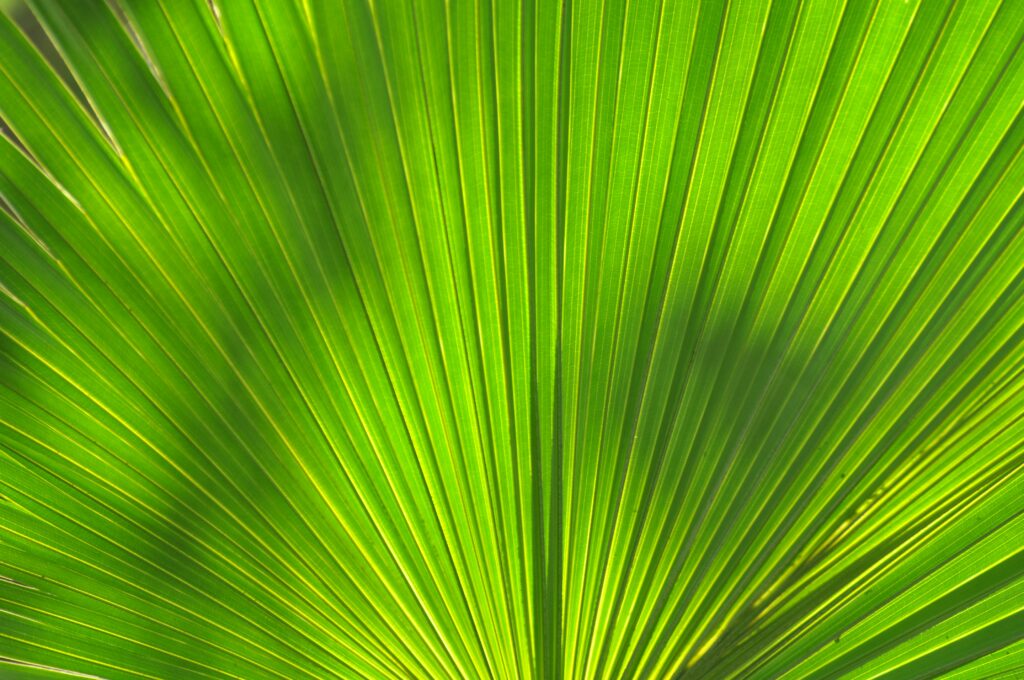 Vibrant Green Palm Leaf Wallpaper: Soothing Natural Background
