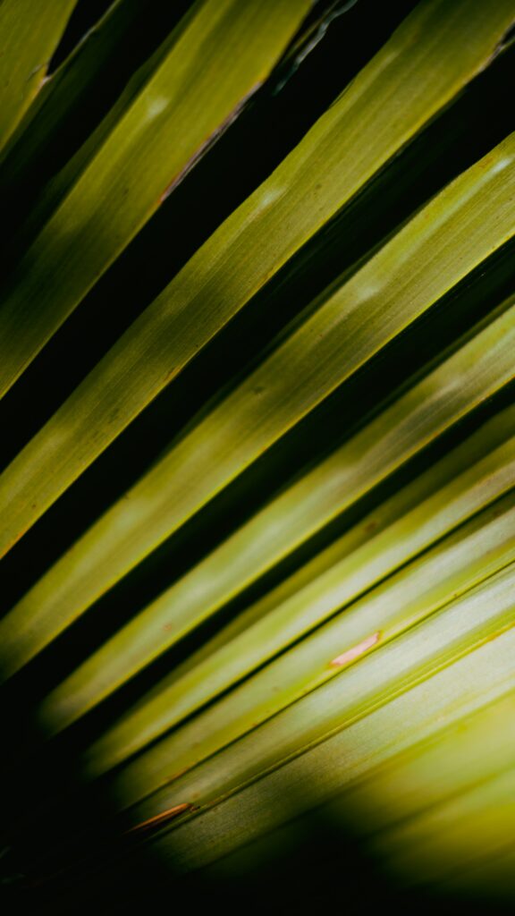 Vibrant Green Palm Leaves Close-Up: Textured Wallpaper Background