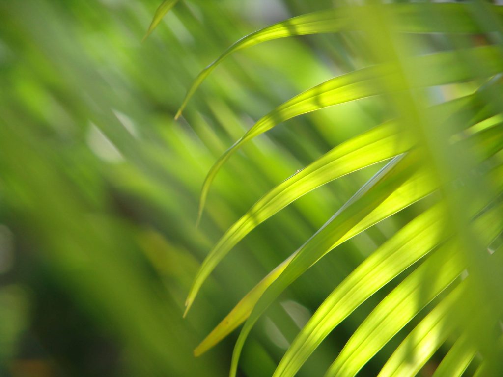 High-definition vibrant green palm leaves glowing softly with blurred nature background wallpaper
