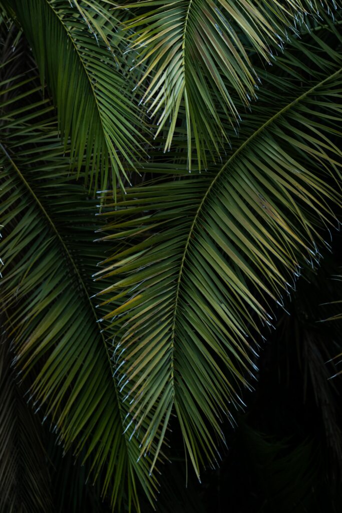 Close-up of vibrant green palm leaves with detailed textures creating a tropical wallpaper background