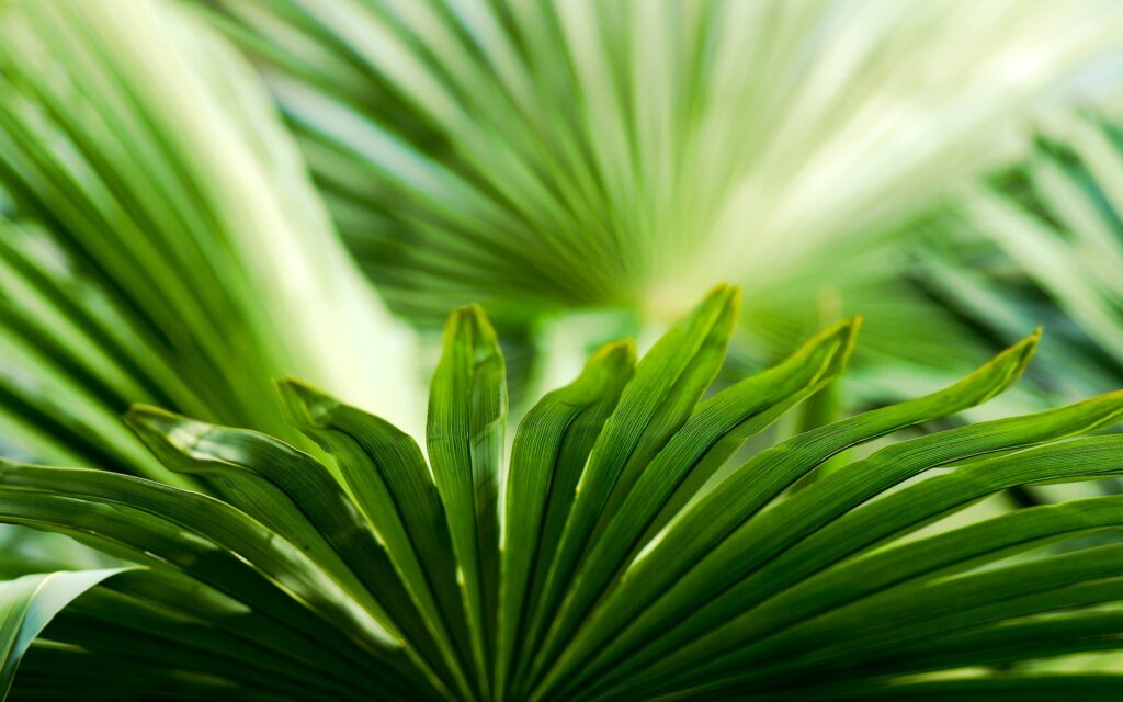 Vibrant Green Palm Leaves Wallpaper: Close-Up Natural Textures