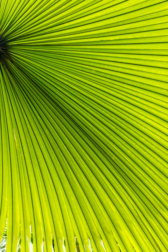 Vibrant Green Palm Leaves Wallpaper - Macro Texture Background