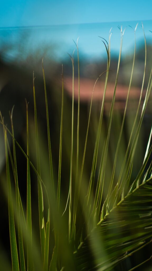 Vibrant Green Palm Leaves Wallpaper with Blurred Outdoor Background