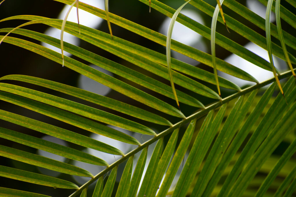 Vibrant Green Palm Tree Leaves: Macro Texture Wallpaper Background
