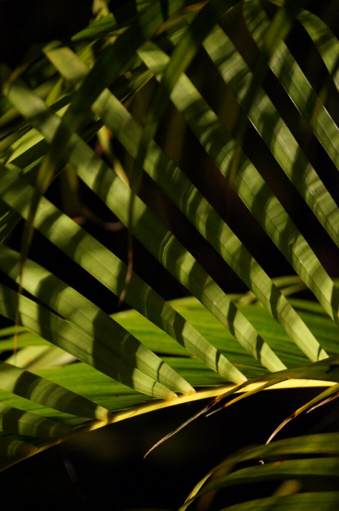 Vibrant Green Palm Tree Leaves: Detailed Macro Texture Wallpaper