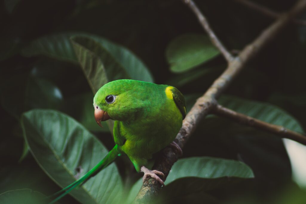 Vibrant Green Parakeet Perched Among Lush Leaves - Nature Wallpaper