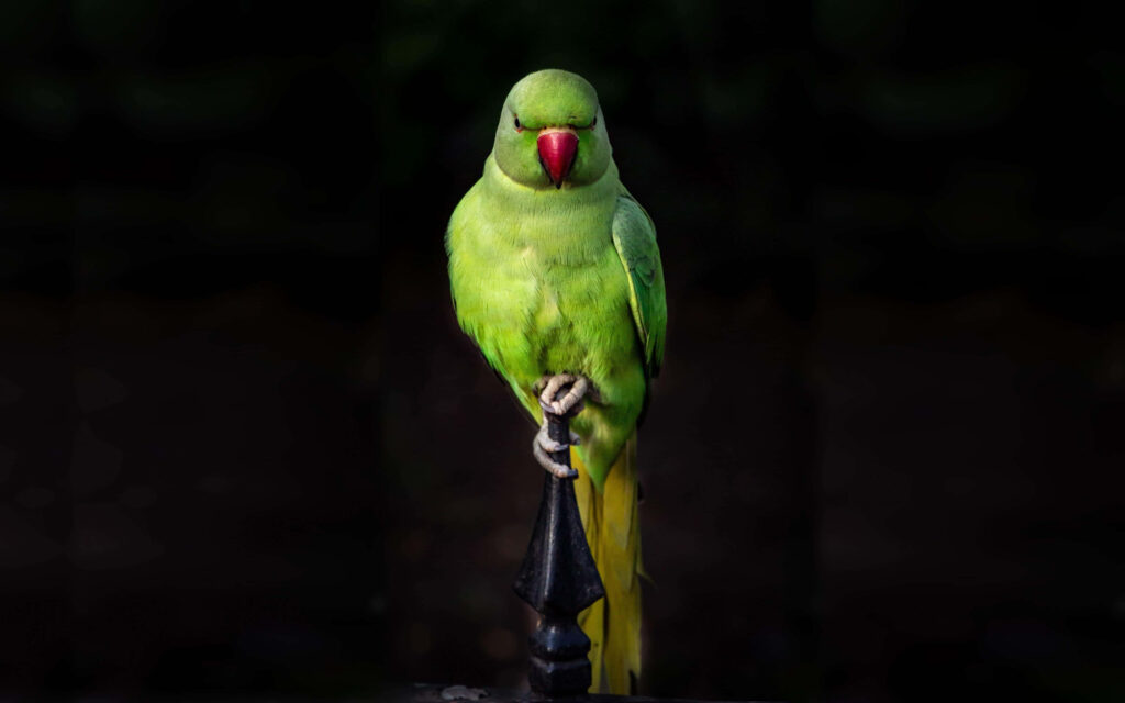 Vibrant Green Parakeet Wallpaper: Stunning Contrast Against Dark Background