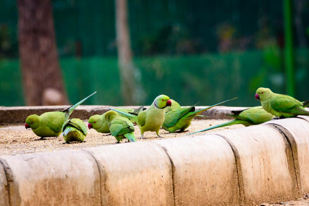Vibrant Green Parakeets Feeding on Stone Ledge in Nature Wallpaper