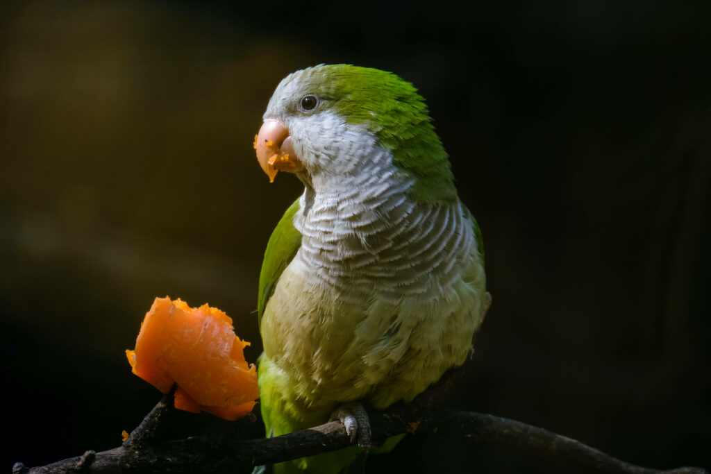 Vibrant Green Parrot Eating Orange Fruit on Tree - HD Wallpaper