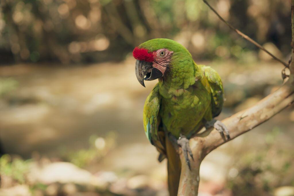 Vibrant Green Parrot Wallpaper: Serene Nature HD Background