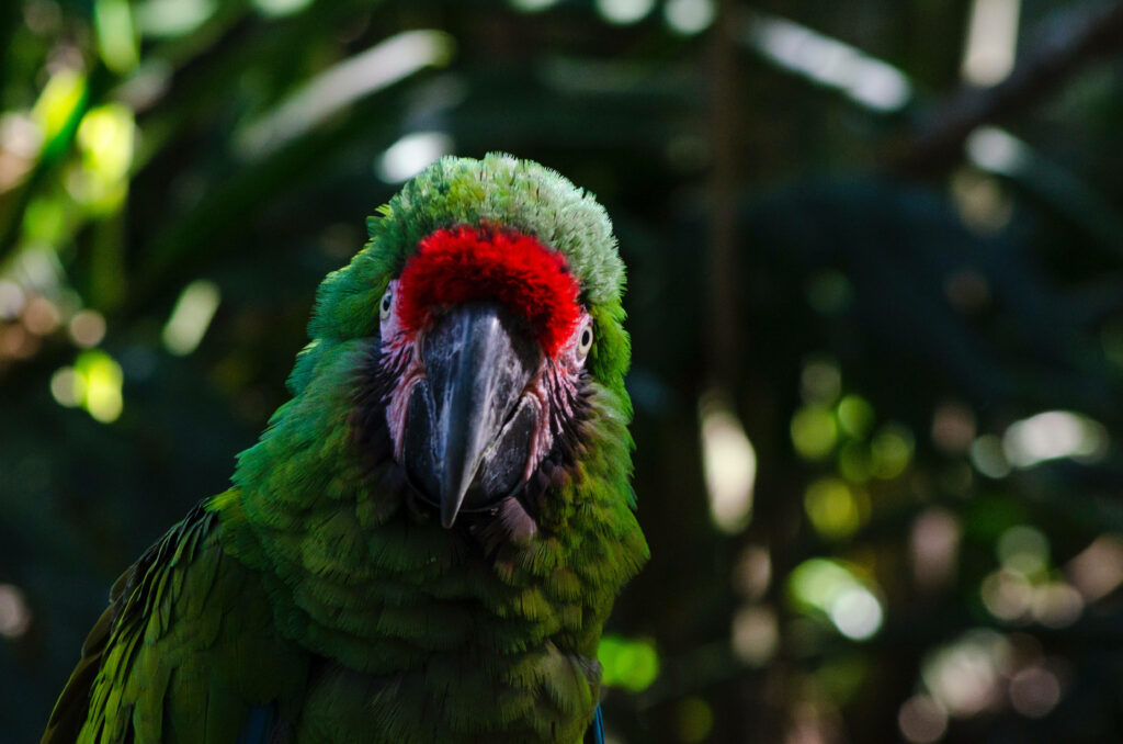 Vibrant Green Parrot Wallpaper with Striking Red Patch in HD