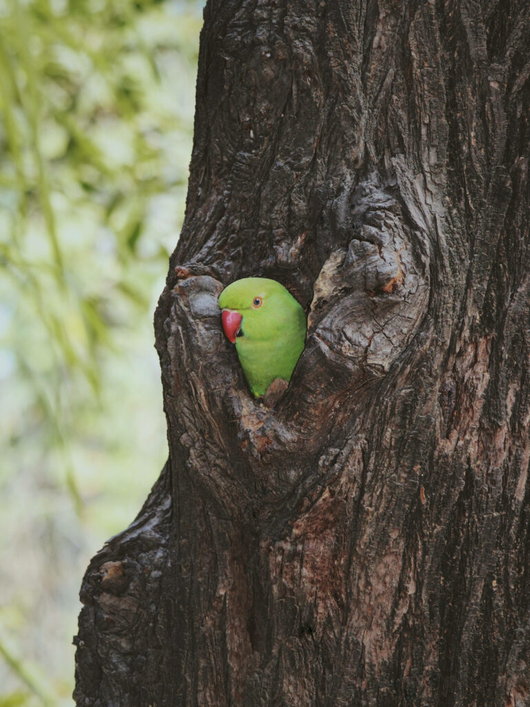 Vibrant Green Parrot in Tree Trunk - HD Natural Wallpaper