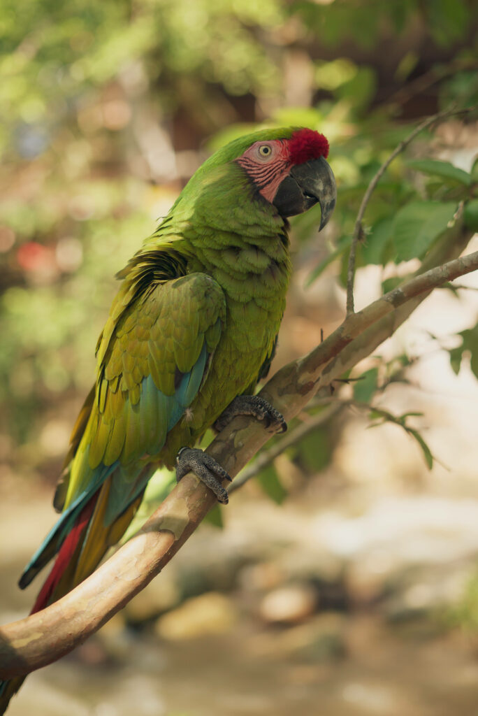 Vibrant Green Parrot on Branch - Natural Wallpaper Background