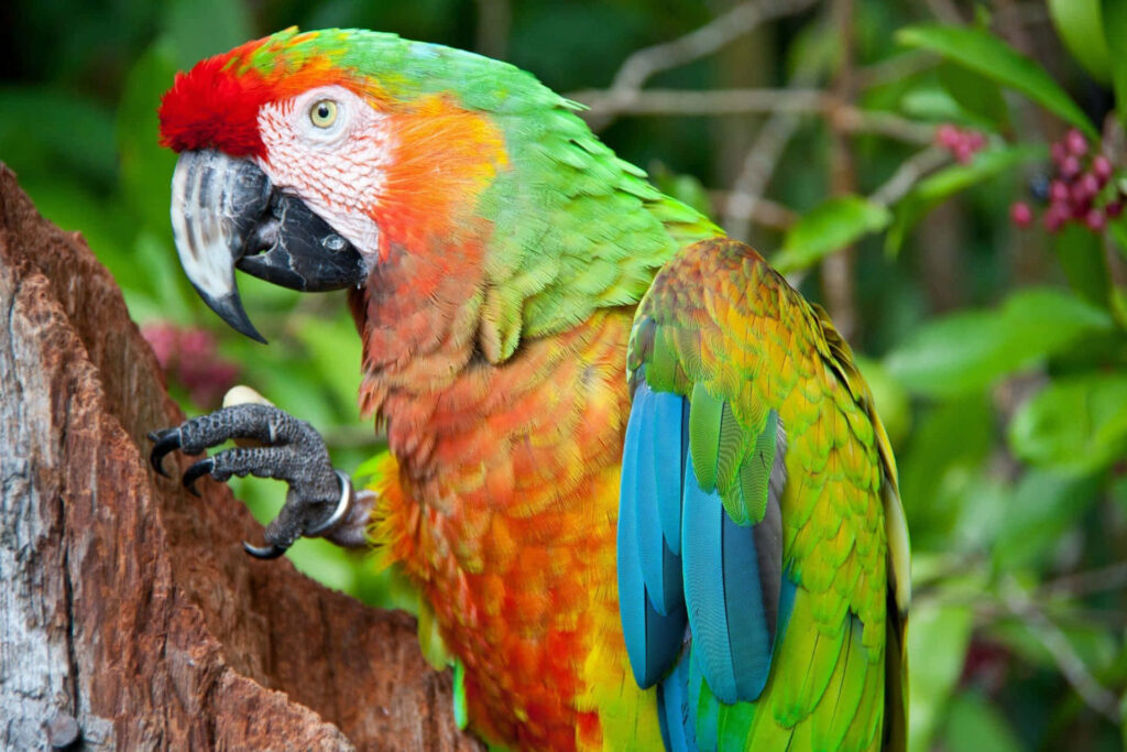 Vibrant Green Parrot with Red Accents - Lush Wallpaper Background