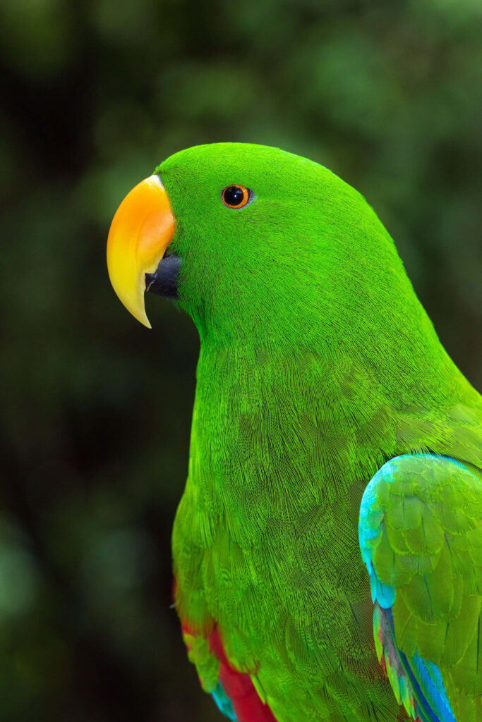 Vibrant Green Parrot on Lush Nature Background - Colorful Wallpaper