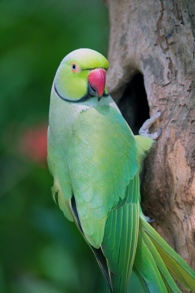 Vibrant Green Parrot on Tree Amidst Lush Green Background Wallpaper