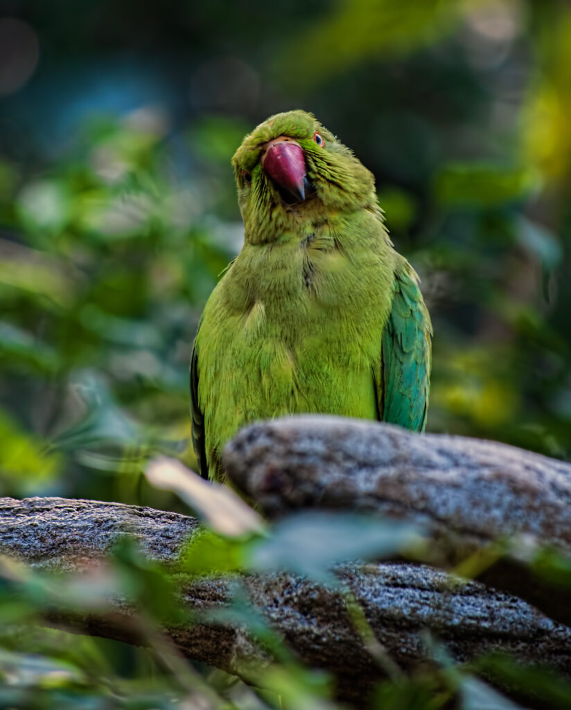 Vibrant Green Parrot Wallpaper: Lush Foliage Background