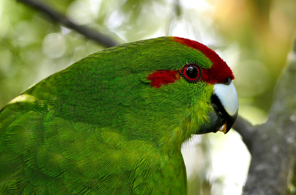 Vibrant Green Parrot Close-Up with Striking Red Eye Markings Wallpaper