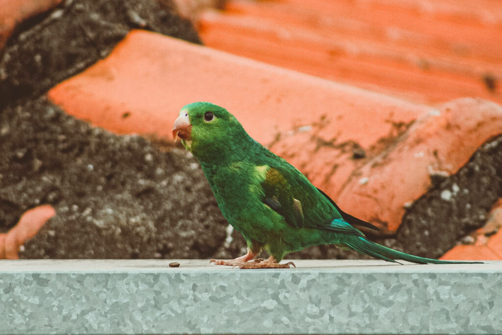 Vibrant Green Parrot on Concrete with Earthy Orange Wallpaper