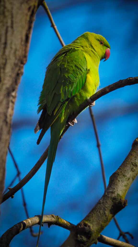 Vibrant Green Parrot on Tree Branches - Bright Blue Sky Wallpaper