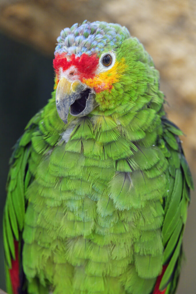 Vibrant Green Parrot Wallpaper: Colorful Feather Details & Background