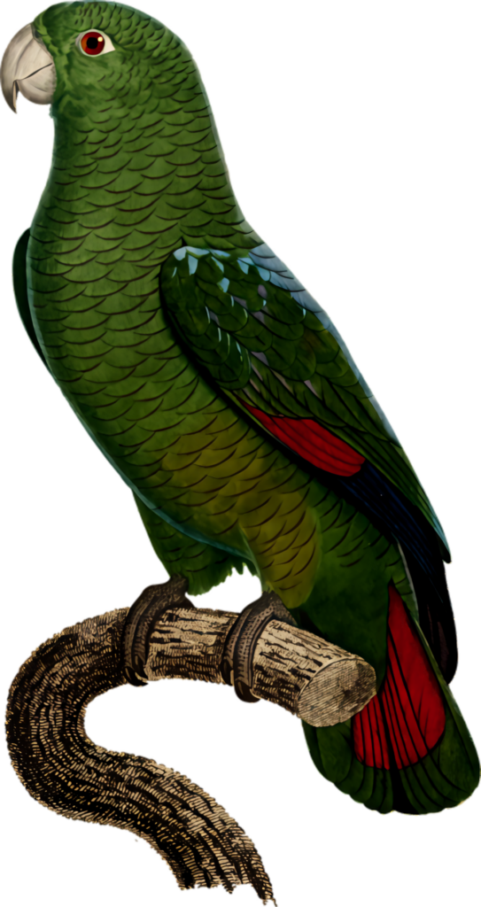 Vibrant Green Parrot on Branch - Translucent PNG Wallpaper
