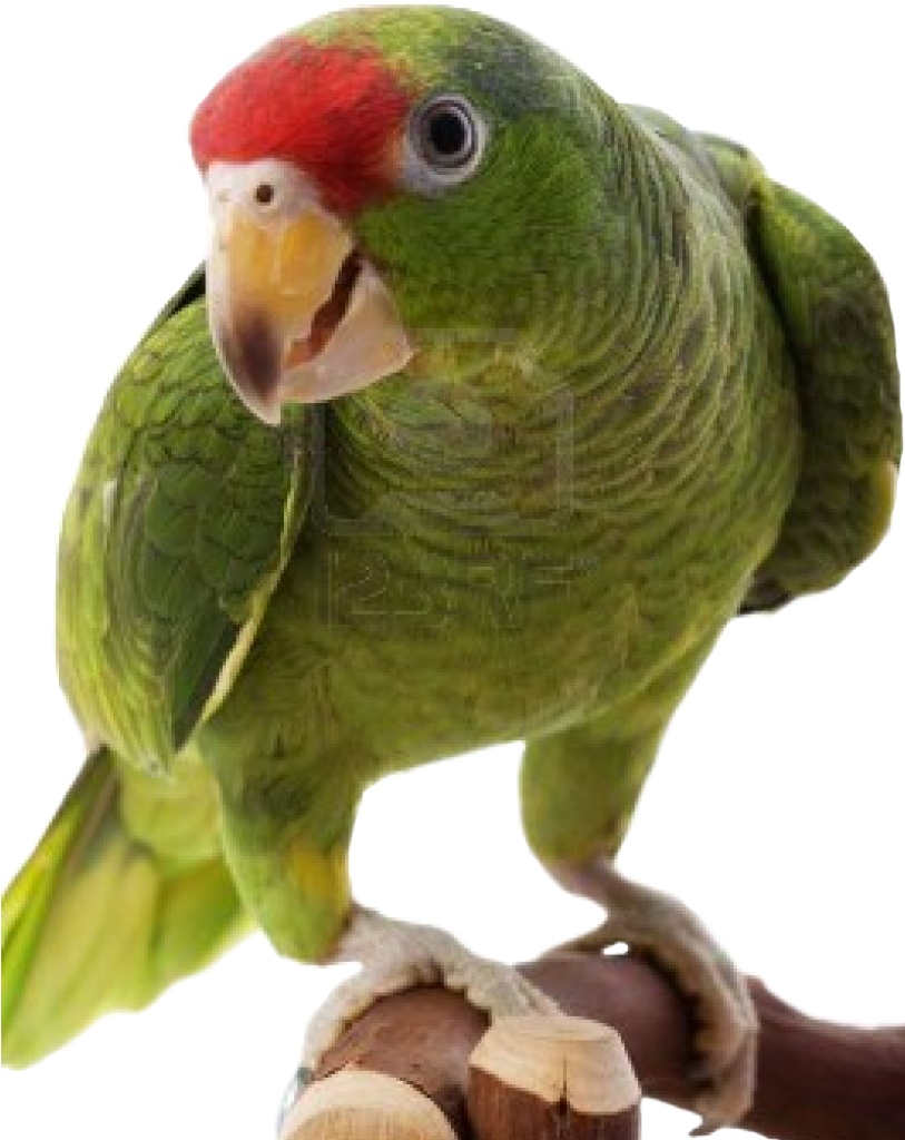 Vibrant Green Parrot Wallpaper with Striking Red Head Patch