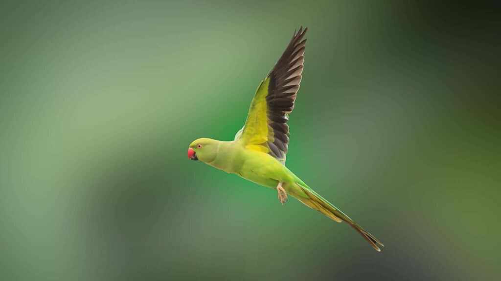 Vibrant Green Parrot in Flight - Stunning Wallpaper Background
