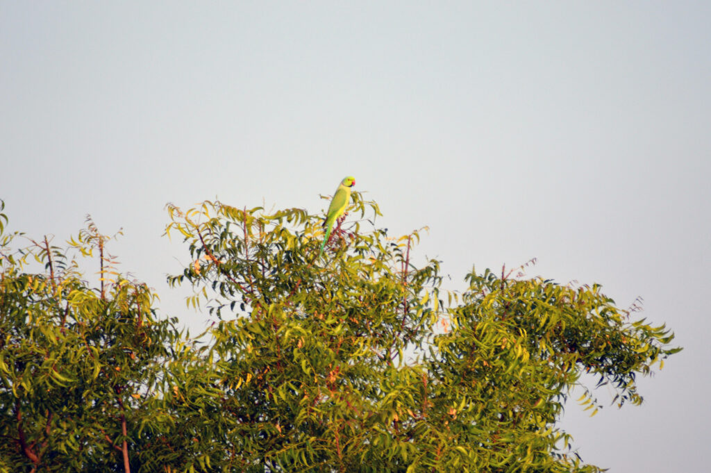 Vibrant Green Parrot on Lush Tree - Fresh Leaves Wallpaper