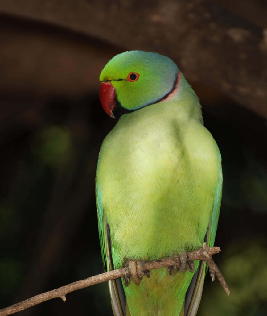 Vibrant Green Parrot Perched on Branch - Nature Wallpaper Background