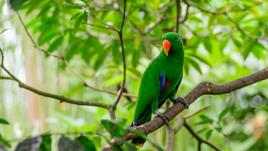 Vibrant Green Parrot Wallpaper Surrounded by Lush Greenery