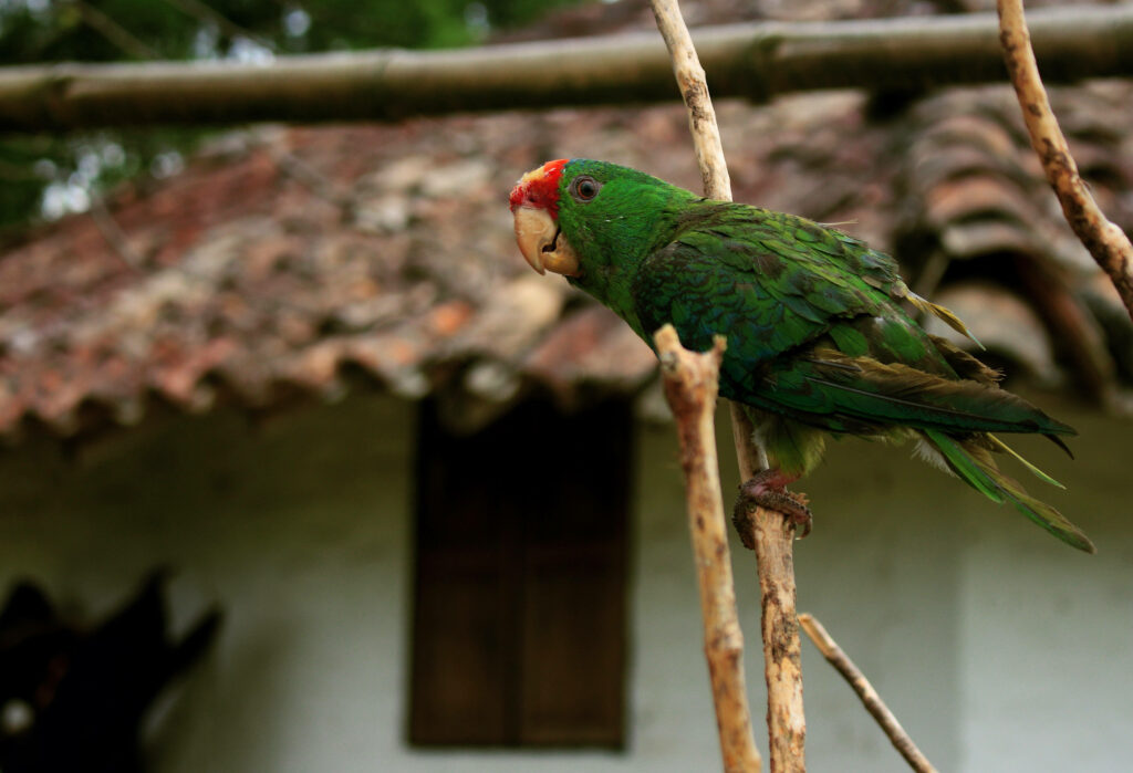 Vibrant Green Parrot on Branch - Serene Rustic Wallpaper Background
