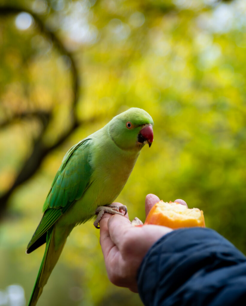 Vibrant Green Parrot Enjoying Fruit on Hand - Nature Wallpaper