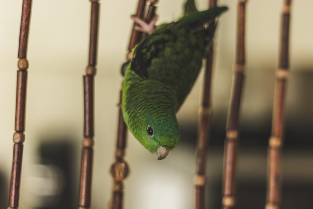 Vibrant Green Parrot on Decorative Wood – Lively Wallpaper Background