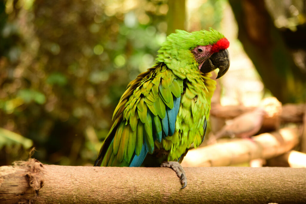 Vibrant Green Parrot with Red Crown - Forest Wallpaper Background