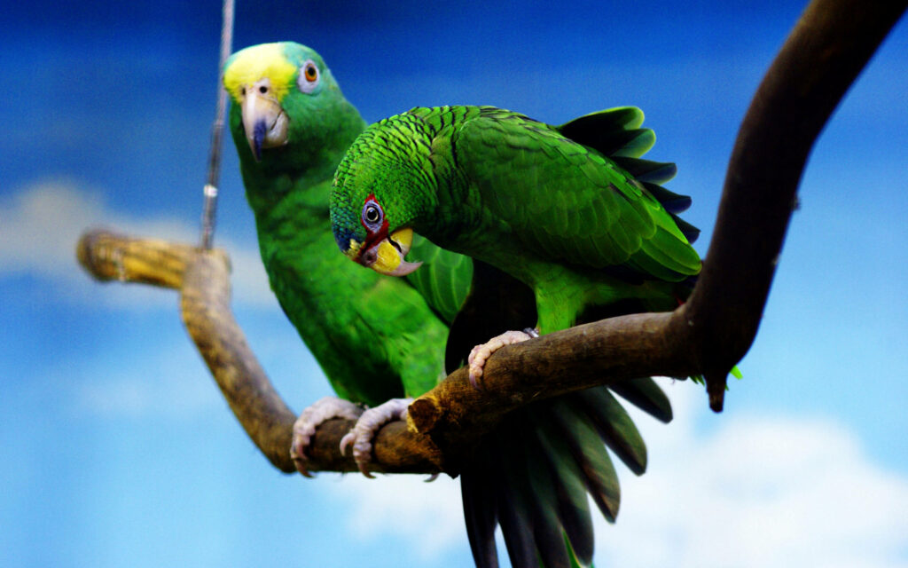 Vibrant Green Parrots on Branch – Serene Blue Background Wallpaper