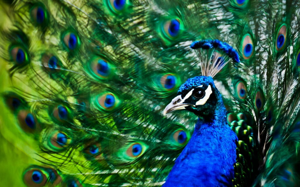 Vibrant Plumage: Majestic Peacock in Gary Campbell Hall's Captivating HD Wallpaper