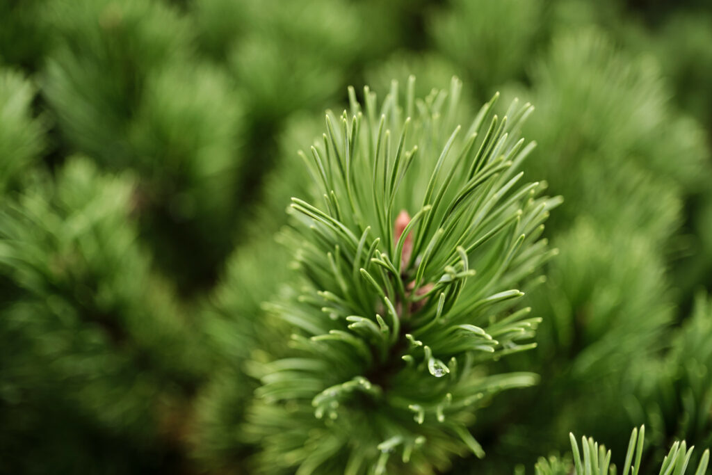 Vibrant Green Pine Needles Macro Shot - Nature Wallpaper Background