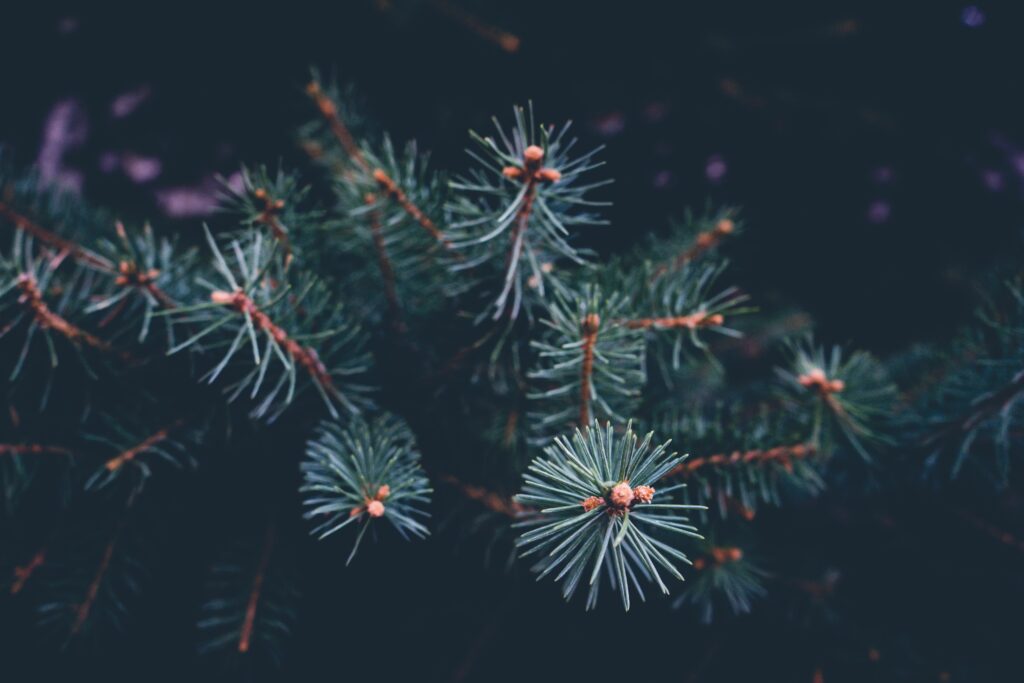 Vibrant Green Pine Needles Macro Shot - Textured Wallpaper Background