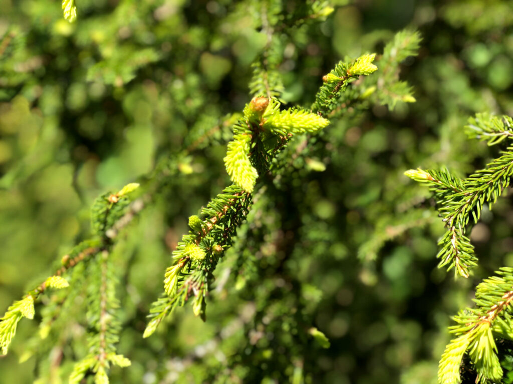 Vibrant green pine needles and branches in sharp focus creating a calming nature background Wallpaper