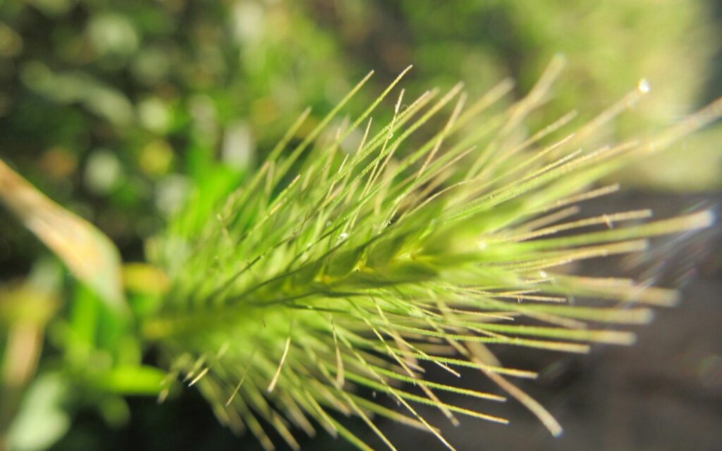 Vibrant Green Plant Close-Up: Sunlit Wallpaper Background
