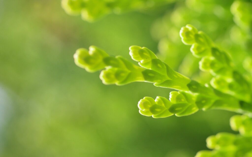 Vibrant Green Plant Close-Up: Refreshing Wallpaper Background