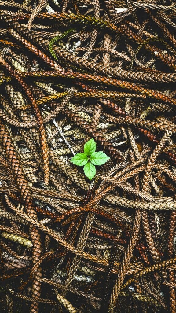 Vibrant green plant with delicate leaves contrasts textured brown braided fibers nature wallpaper background