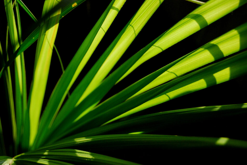 Vibrant Green Macro Plant Leaves: Intricate Textures Wallpaper