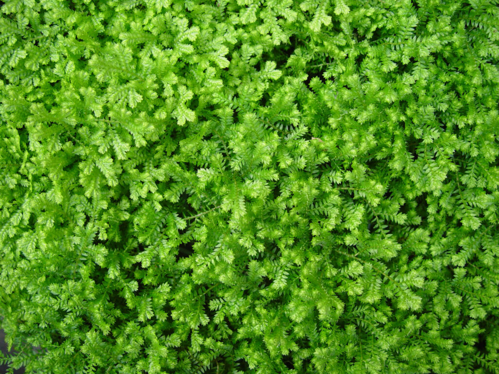Vibrant Green Plant Texture: Intricate Leaf Patterns for Fresh Wallpaper