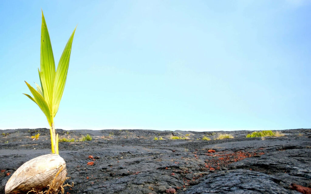 Vibrant Plant Growth: A Coconut Against Dark Volcanic Rocks Wallpaper