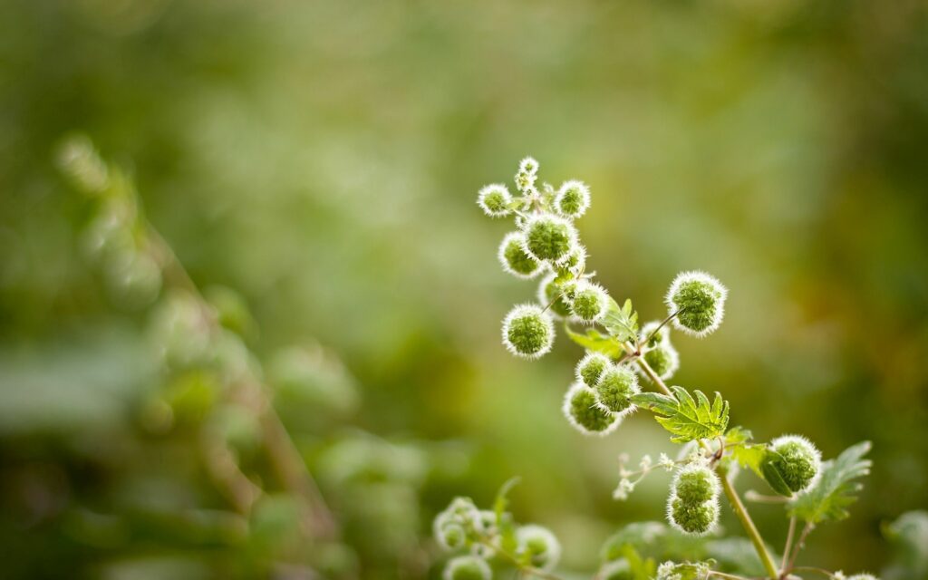Vibrant Green Plants with Fuzzy Buds - Serene Wallpaper Background