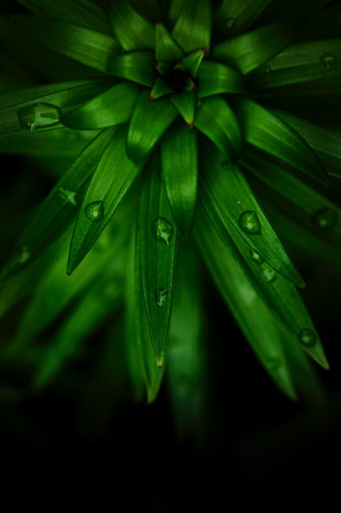 Vibrant Green Plant Macro: Sharp Leaves & Water Drops Wallpaper