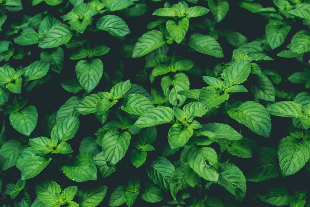 Lush Green Plant Close-Up: Detailed Leaf Patterns for Wallpaper